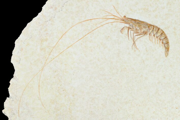 Bargain, Fossil Shrimp (Antrimpos) - Solnhofen Limestone #143791